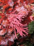 Tricleocarpa fragilis
